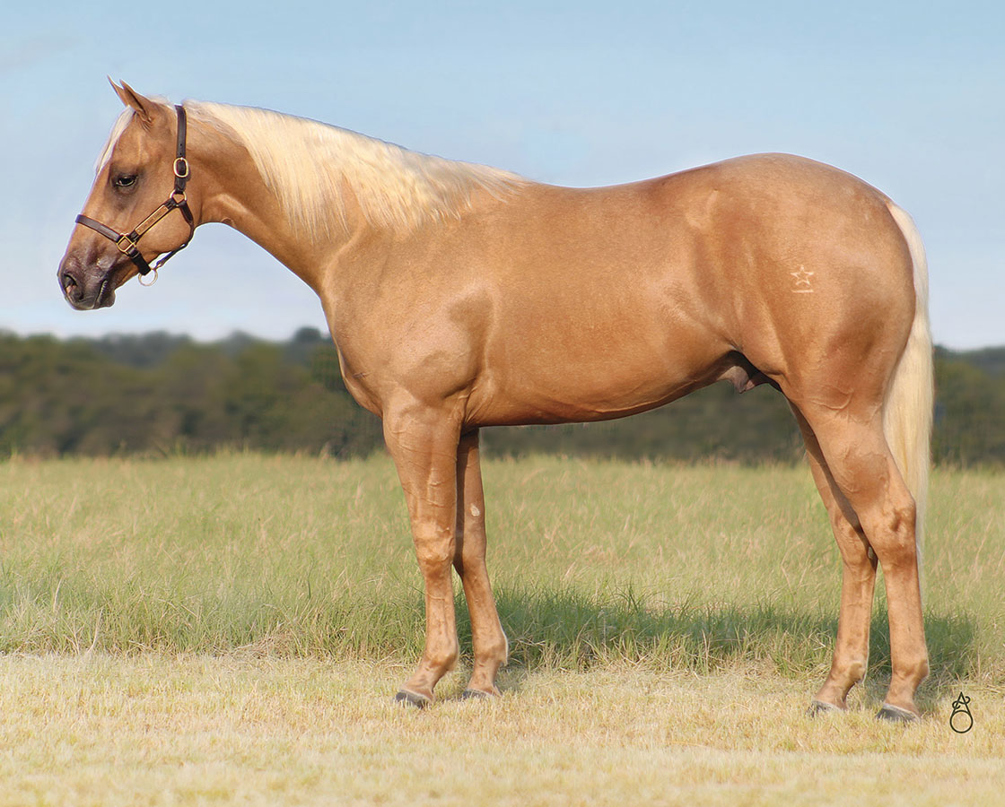 SJR Cash N Diamonds - CD Diamond x Whole Lota Cash - 2023 Palomino Colt