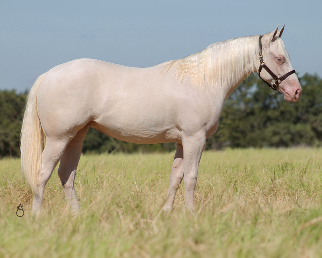 SJR Diamond Starlite - CD Diamond x Spooks Mariah - 2023 Cremello Filly