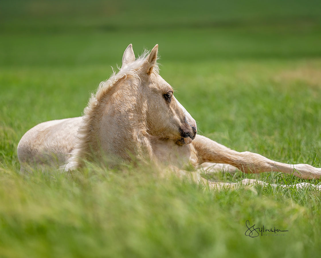 Stevie Rey Von x Shiners Diamond Girl - 2024 Colt