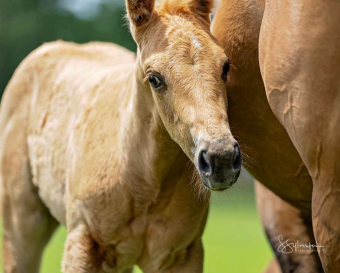 Third Edge x Shiners Diamond Girl - 2024 Filly