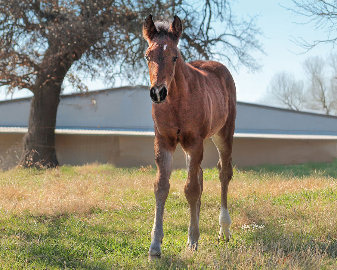 SJR Diamond Mist x Mrs Bay Cat - 2026 Colt