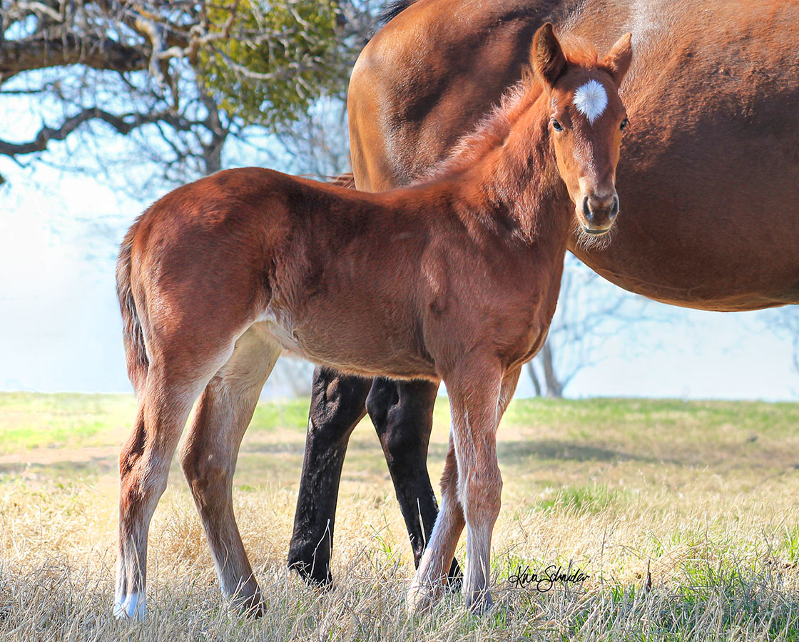 SJR Diamond Mist x Cattan Mouse - 2026 Filly