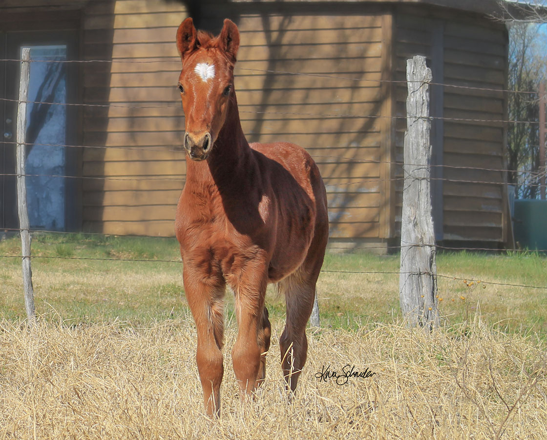 SJR Diamond Mist x Spooks Mariah - 2026 Colt