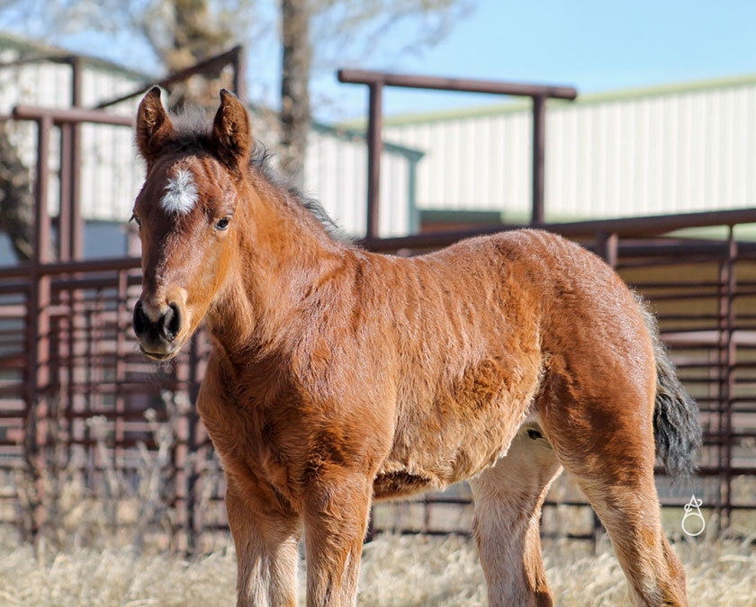 SJR Diamond Mist x Mrs Bay Cat - 2025 Filly