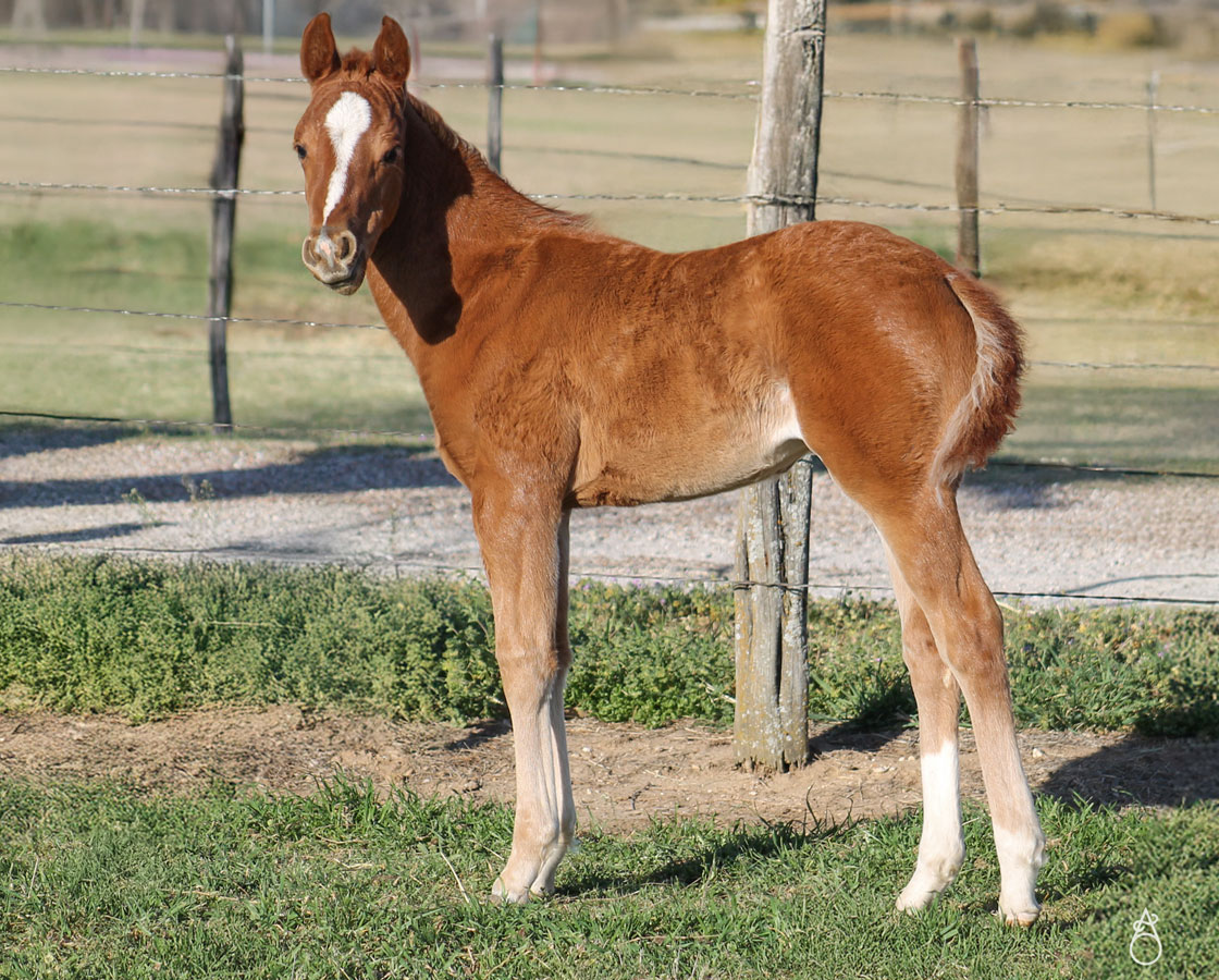 SJR Diamond Mist x Mrs Bay Cat - 2025 Filly