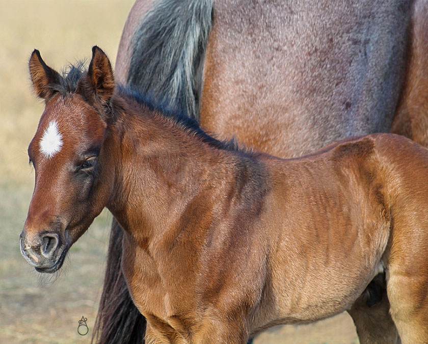 SJR Diamond Mist x Playguns King Badger - 2025 Colt