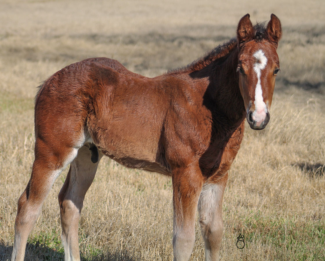 SJR Diamond Mist x Playguns King Badger - 2025 Colt