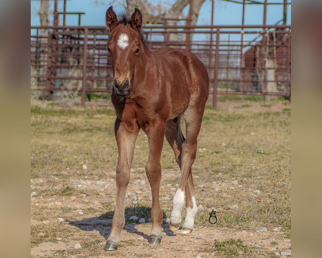 SJR Diamond Mist x SJR Oaks Natalie - 2025 Colt