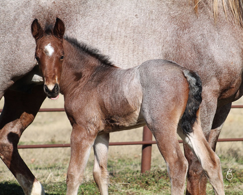 SJR Diamond Mist x SJR Oaks Natasha - 2025 Colt