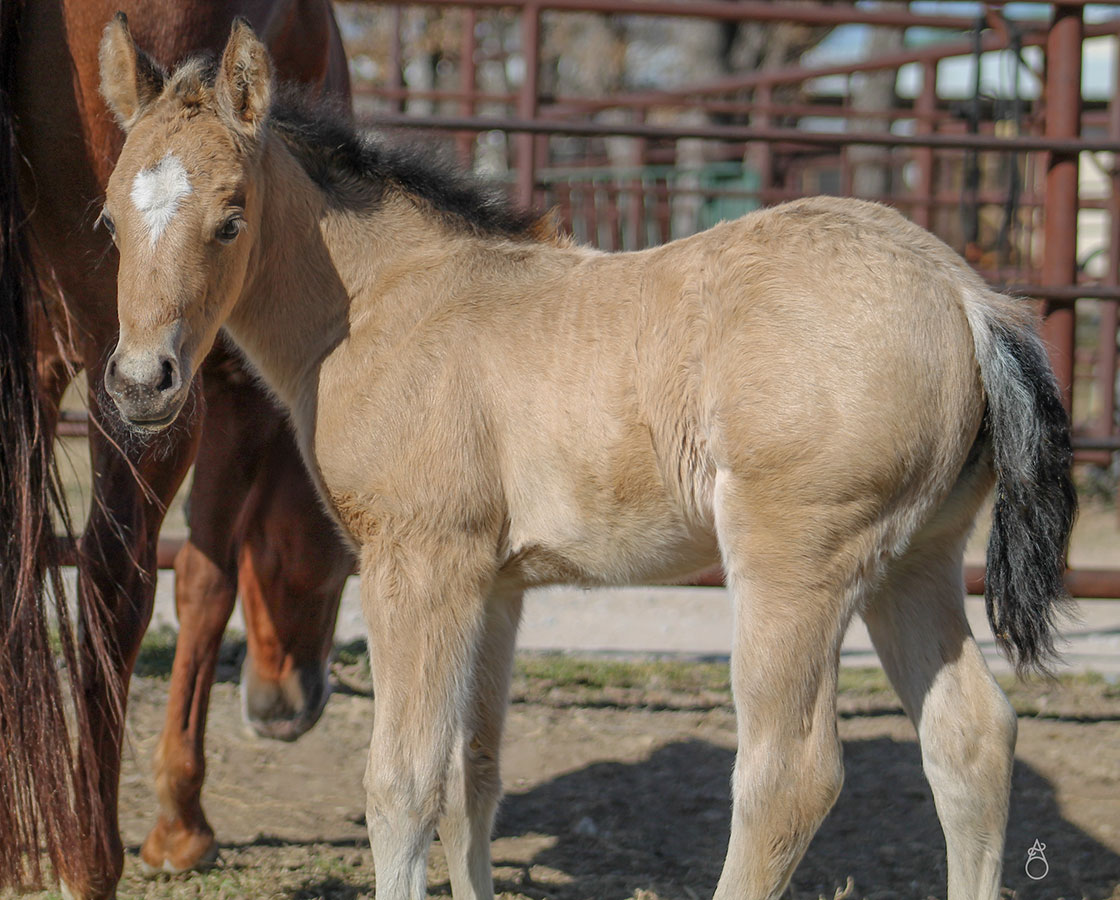 SJR Diamond Mist x Shiners Little Oak - 2025 Filly