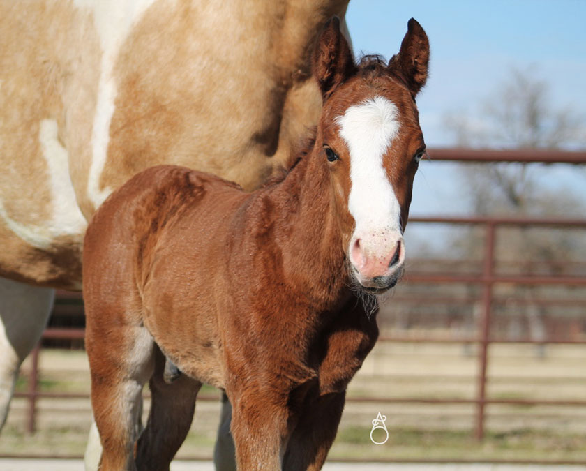 SJR Diamond Mist x Shirley Ima Gunner - 2025 Colt