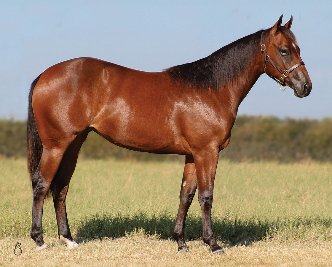 SJR Coco Mist - SJR Diamond Mist x SJR Stylish Marilyn - 2023 Bay Filly