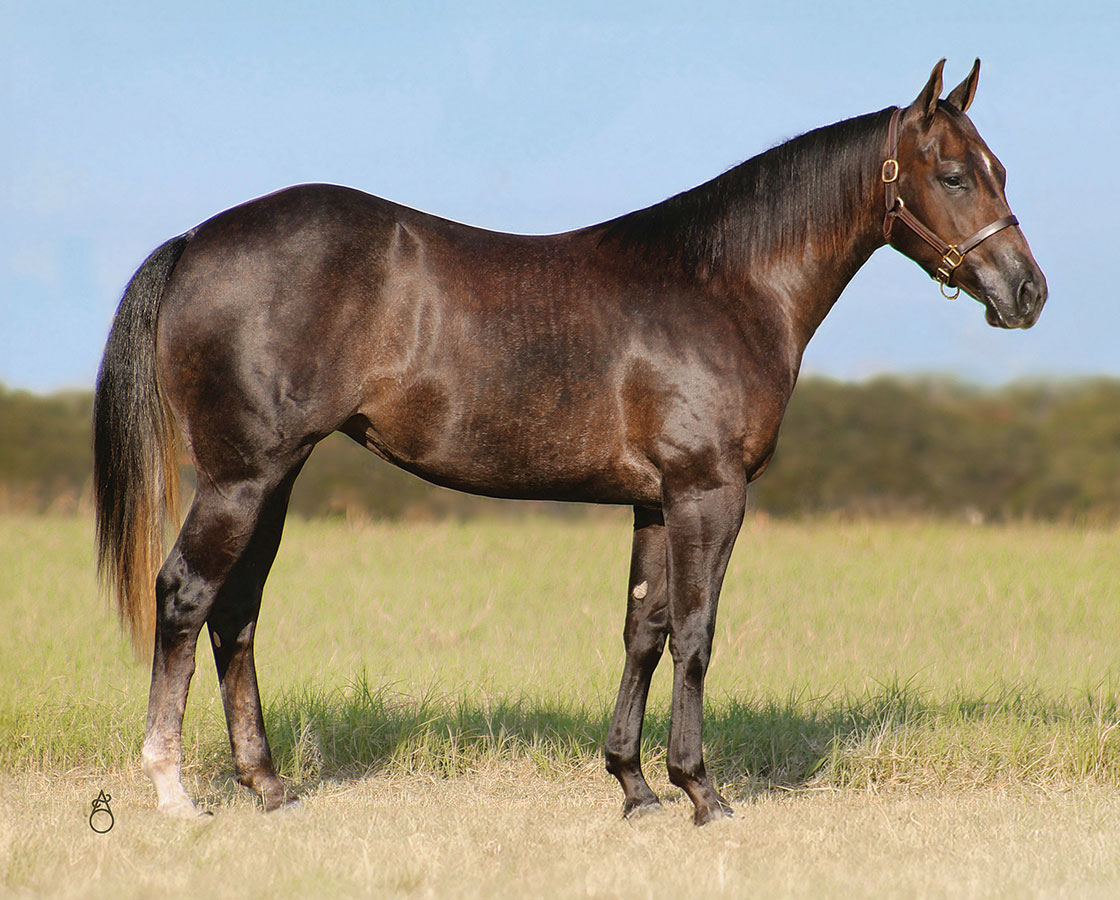 SJR Lighting Mist - SJR Diamond Mist x Kalightascope - 2023 Gray Filly