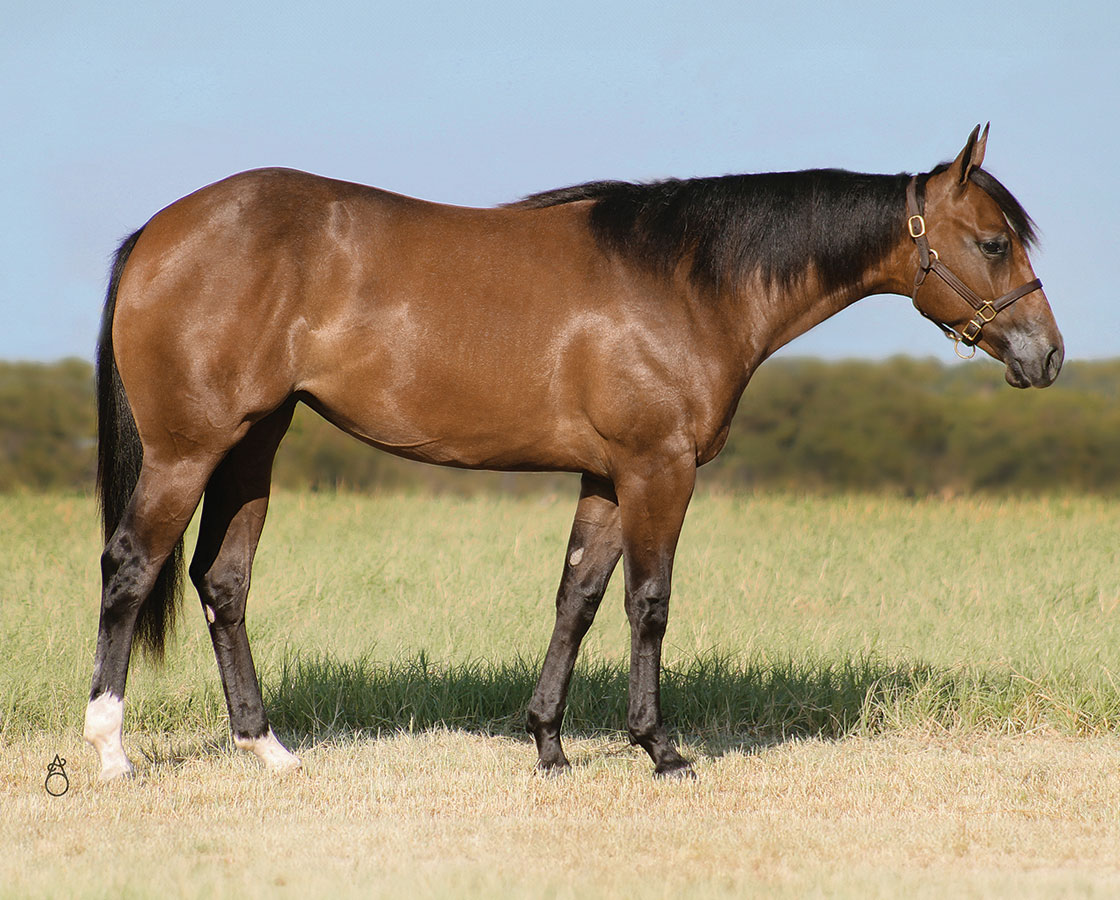 SJR Mists Eclipse - SJR Diamond Mist x Playguns King Badger - 2023 Gray Filly