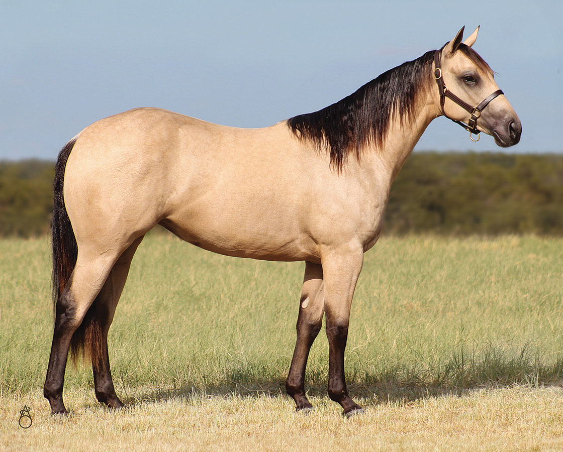 SJR Mists Escapade - SJR Diamond Mist x Shiners Sulena - 2023 Buckskin Filly