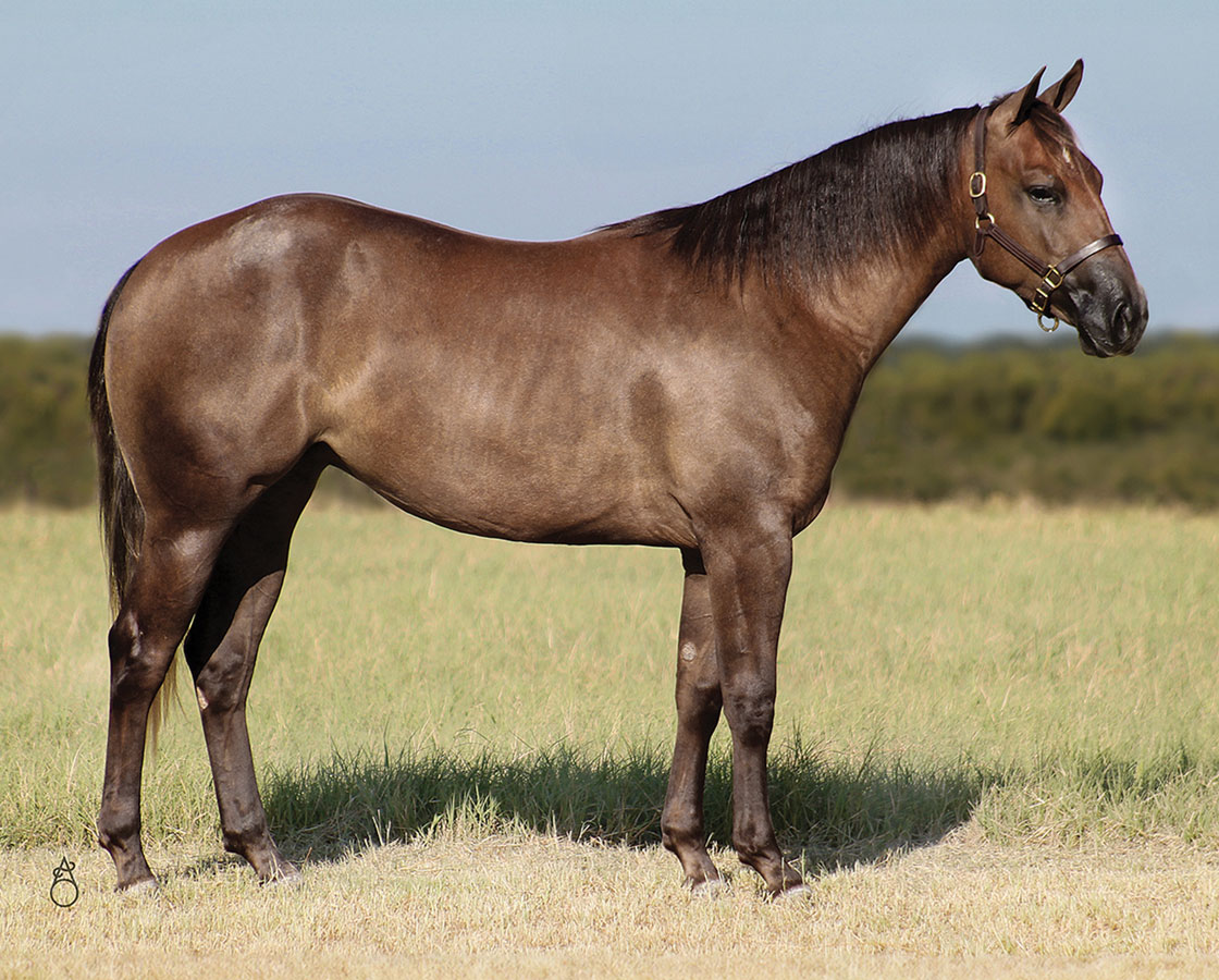 SJR Sunrise Mist - SJR Diamond Mist x Playguns King Badger - 2023 Gray Filly