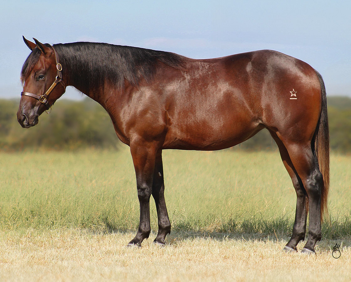 SJR Xquisitly Mist - SJR Diamond Mist x Xquizit Cat - 2023 Bay Filly