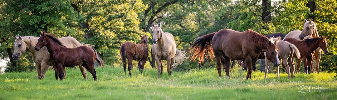 Foals and Yearlings