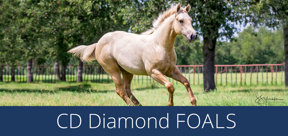 CD Diamond Foals image