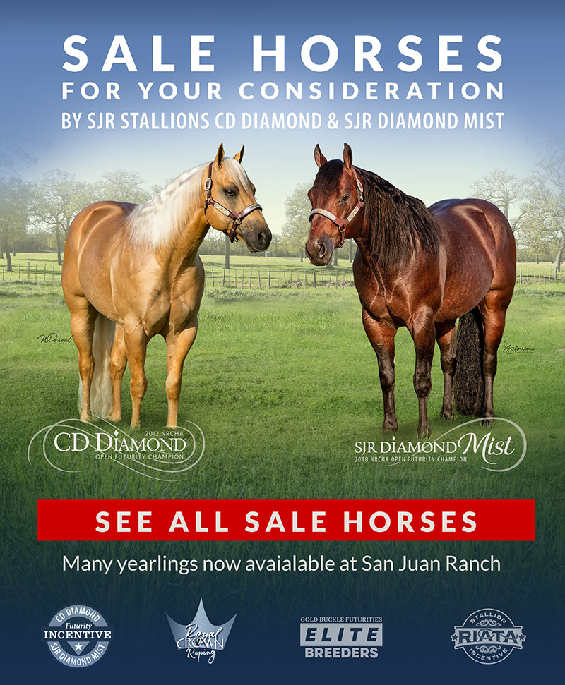Sale Horses photo