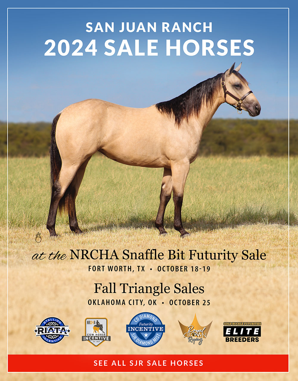 Sale Horses photo