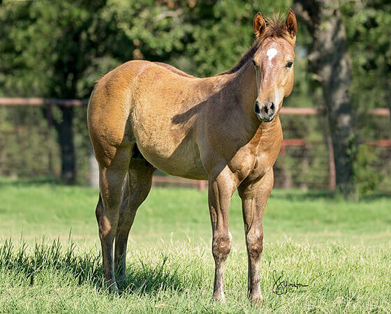 CD Diamond x Playguns King Badger - 2017 Colt<br/>Half-Brother to SJR Reygun,<br/>2017 NRCHA Stakes<br/>Open Champion