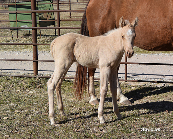 CD Diamond x Highly Unlimited - 2016 Filly 1