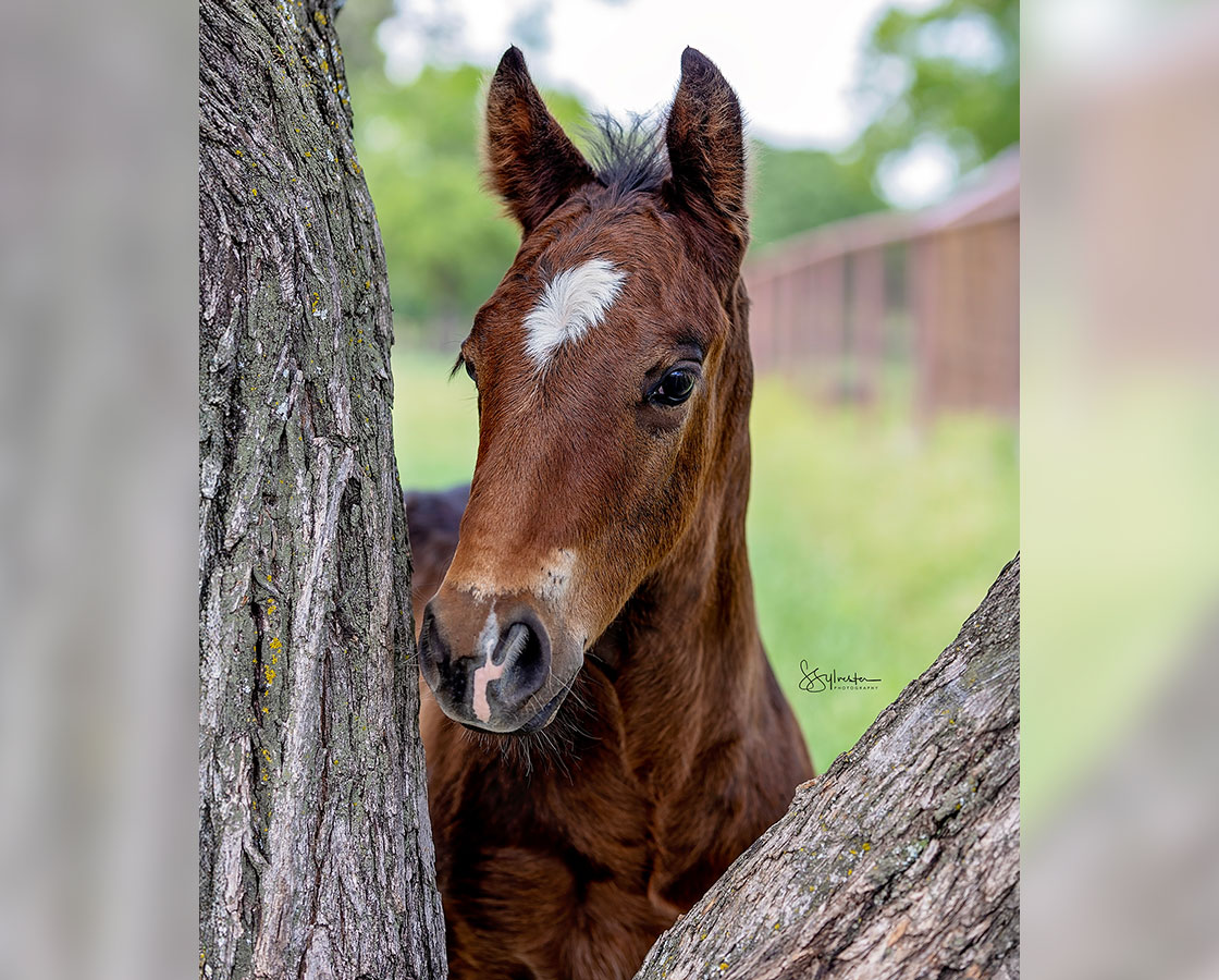 SJR Diamond Mist x Shiners Eva - 2024 Colt