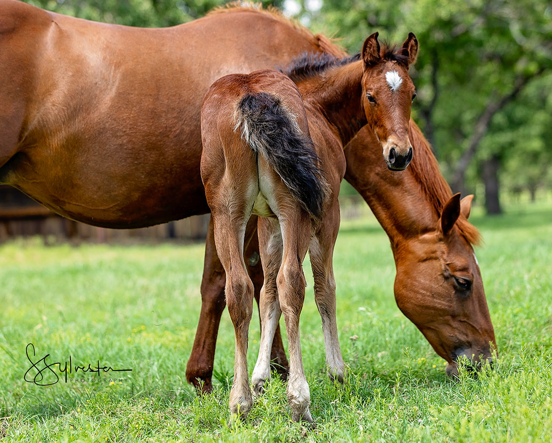 SJR Diamond Mist x SJR Stylish Reyata - 2024 Filly