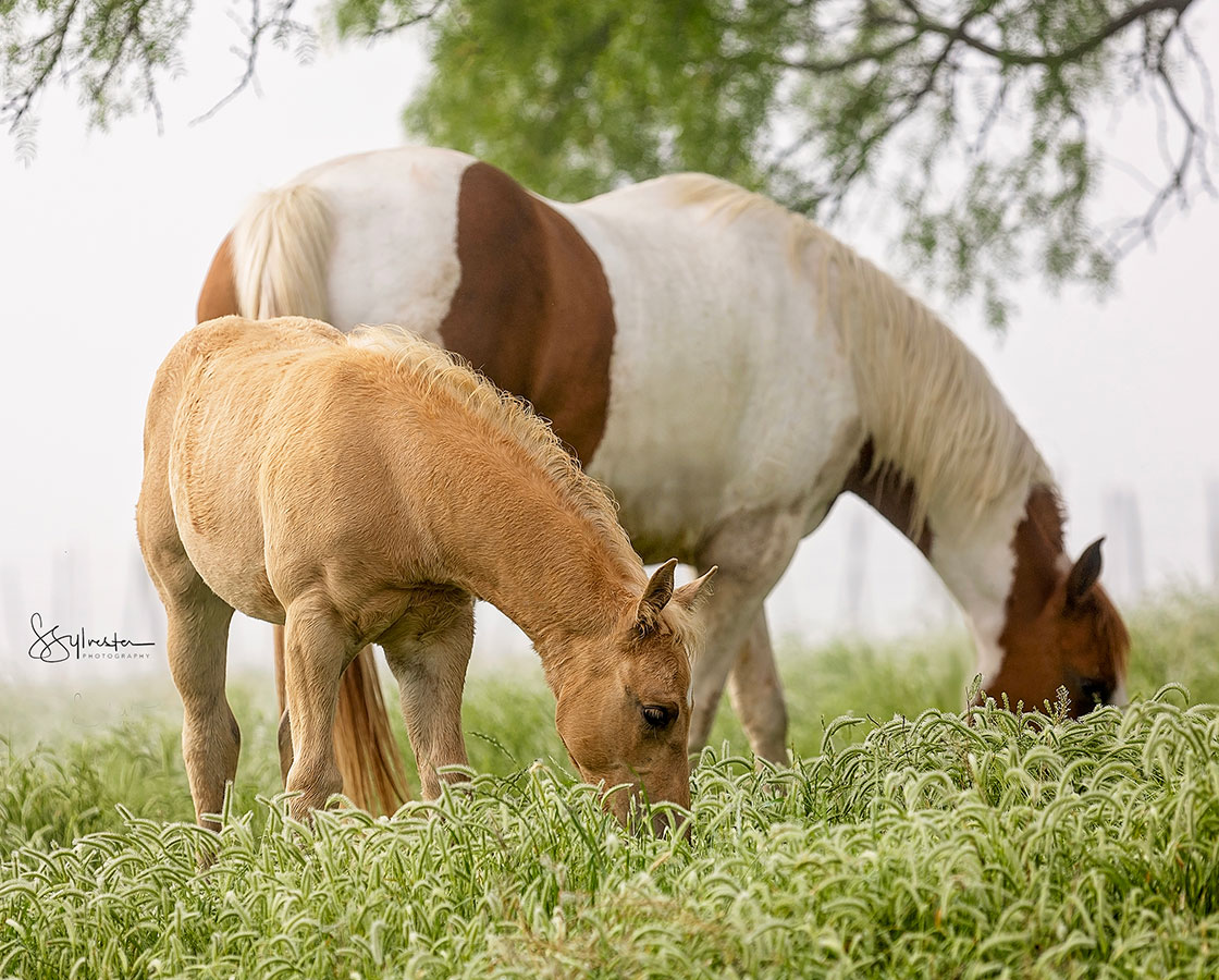 SJR Diamond Mist x Shiners Little Oak - 2024 Colt