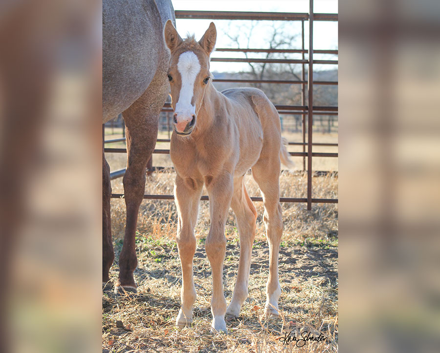 SJR Talkin Diamonds x SJR Stylish Reyvon - 2026 Colt